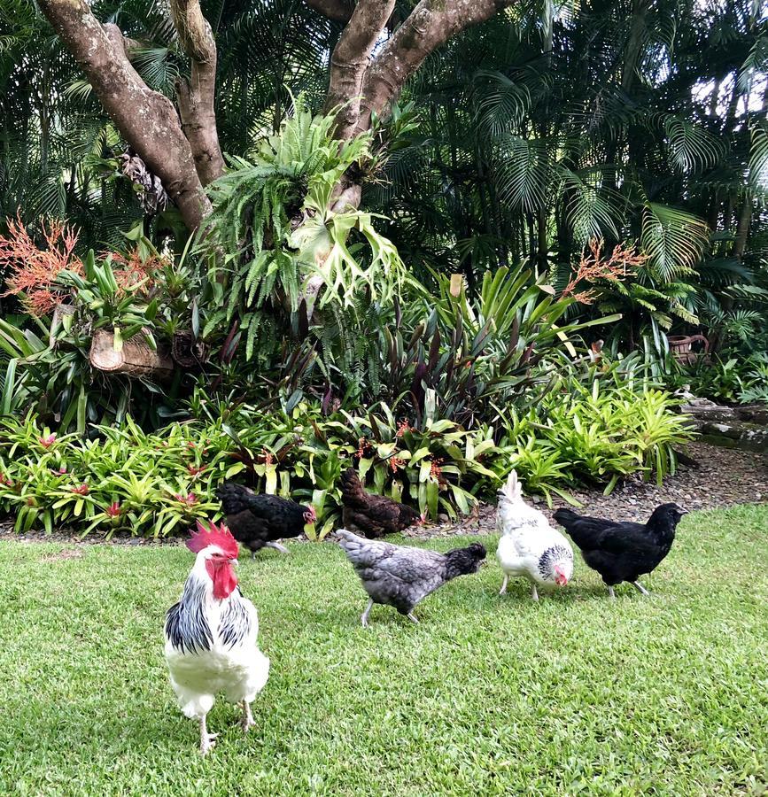 Bed and Breakfast Eden Rest Cooroy Экстерьер фото